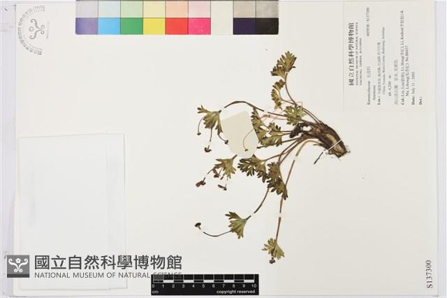 登錄號:S137300藏品圖，第1張