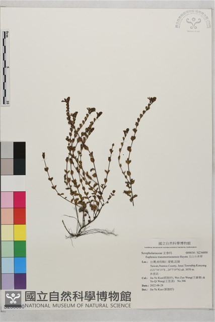 玉山小米草藏品圖，第1張