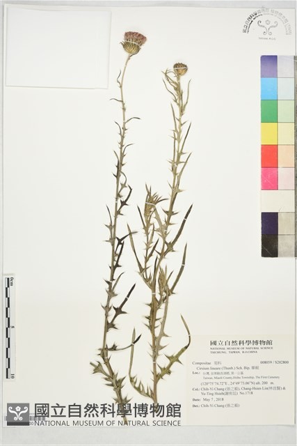 華薊藏品圖，第1張