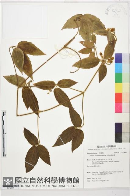 銹毛鐵線蓮藏品圖，第1張