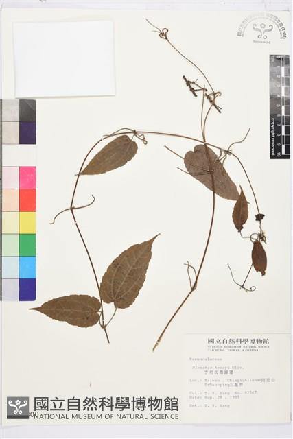 亨利氏鐵線蓮藏品圖，第2張