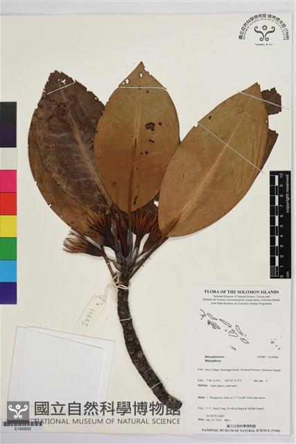 登錄號:S195800藏品圖，第1張