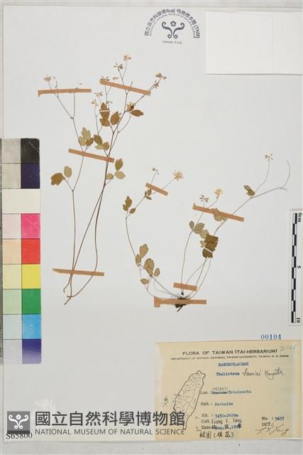 臺灣唐松草、臺灣鐵大烏藏品圖，第1張