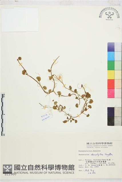 掌葉毛茛藏品圖，第1張