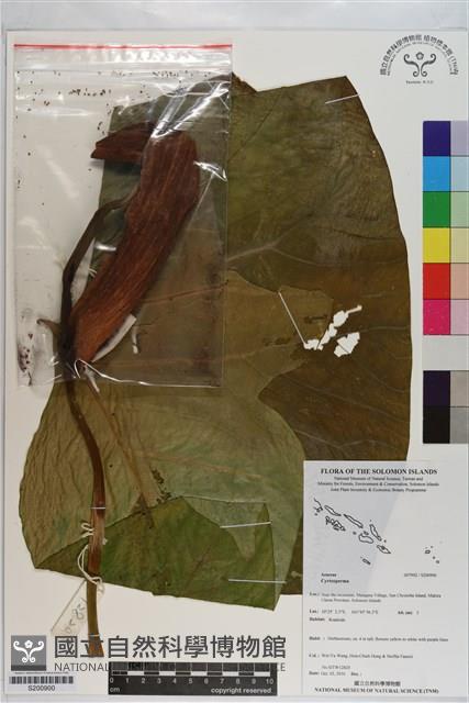 登錄號:S200900藏品圖，第1張