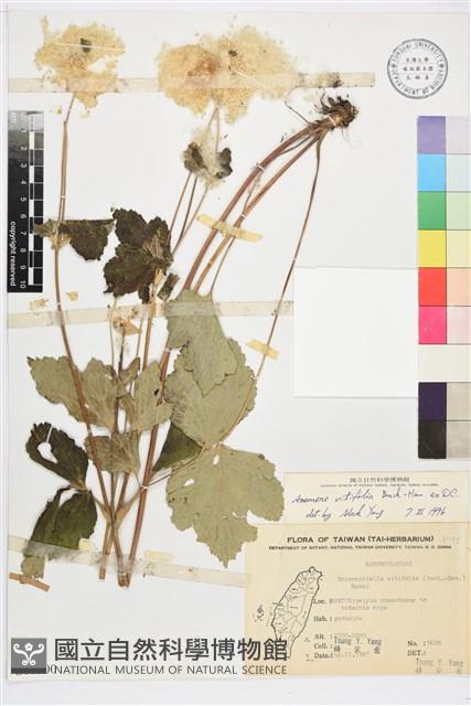 小白頭翁、野棉花藏品圖，第1張