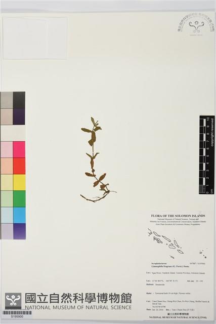 無柄田香草藏品圖，第1張