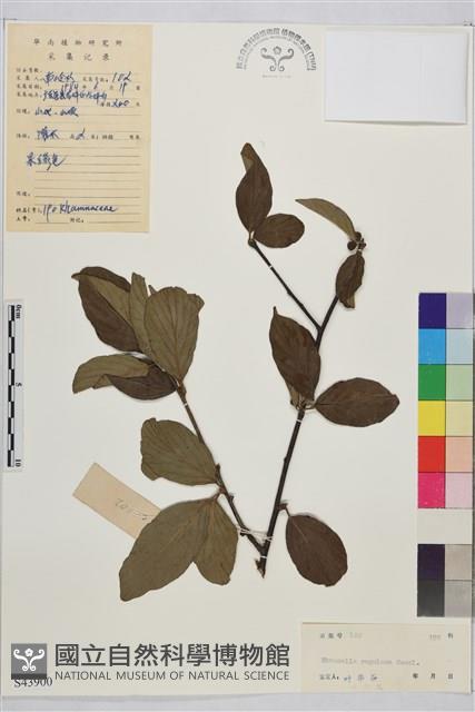 登錄號:S043900藏品圖，第1張