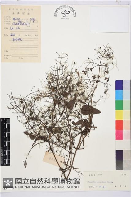 小蓑衣藤藏品圖，第1張