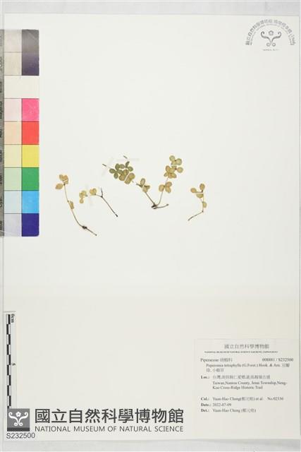 豆瓣綠, 小椒草藏品圖，第1張