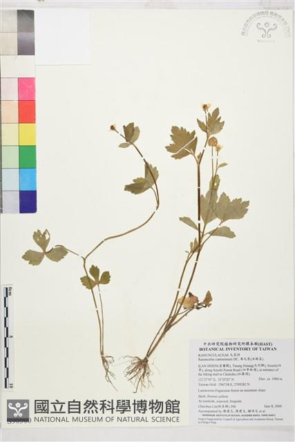 水辣菜、禺毛茛藏品圖，第1張