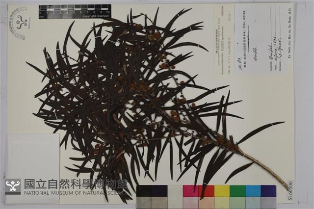 相思樹藏品圖，第1張