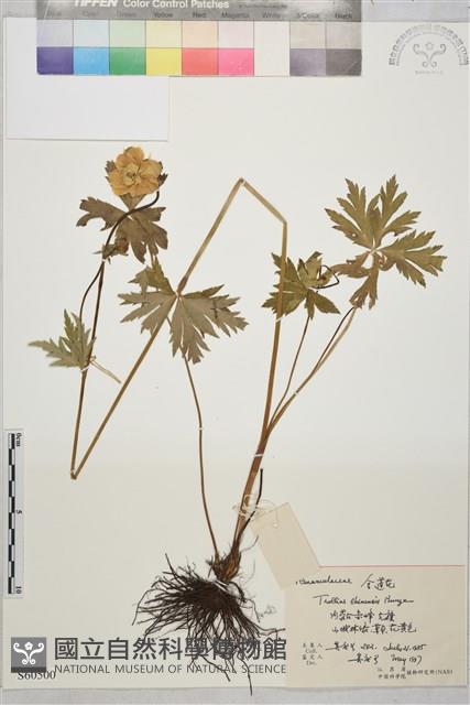 金蓮花藏品圖，第1張