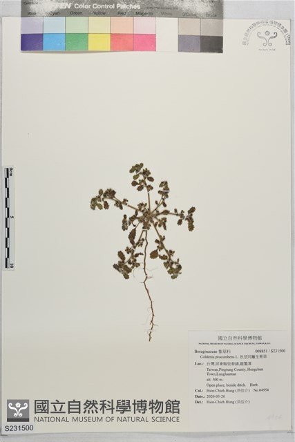 臥莖同籬生果草藏品圖，第1張