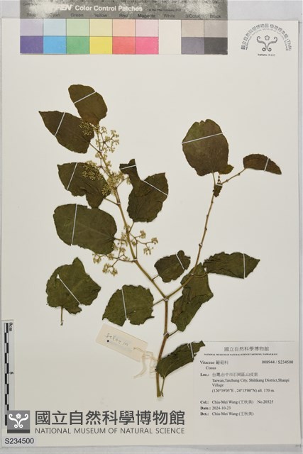 登錄號:S234500藏品圖，第1張