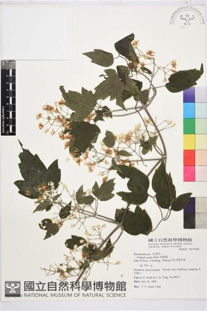 串鼻龍藏品圖，第2張