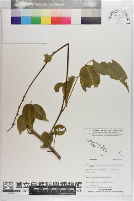 登錄號:S203500藏品圖，第1張