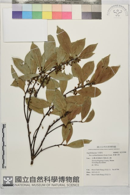 革葉冬青藏品圖，第1張