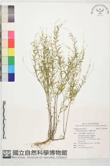 圓錐花遠志藏品圖，第1張