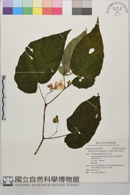 出雲山秋海棠藏品圖，第1張