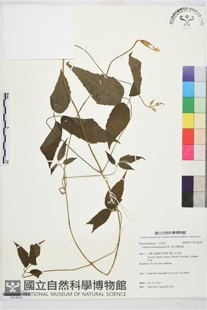 銹毛鐵線蓮藏品圖，第1張