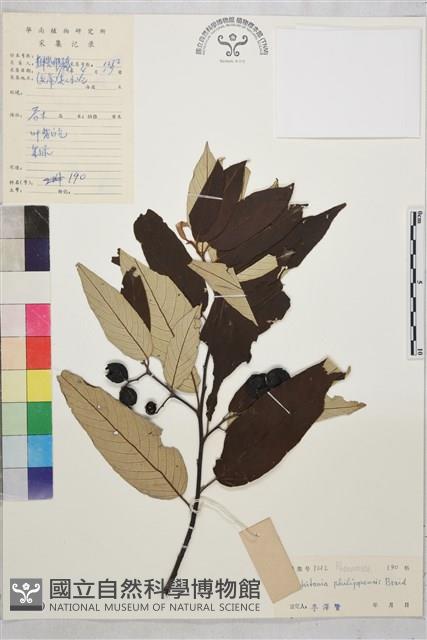 麥珠子藏品圖，第1張