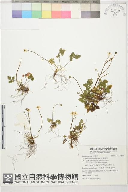 五葉黃連藏品圖，第1張