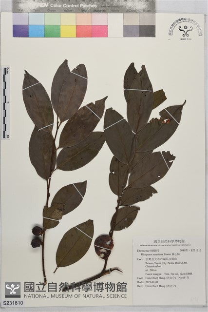黃心柿藏品圖，第1張