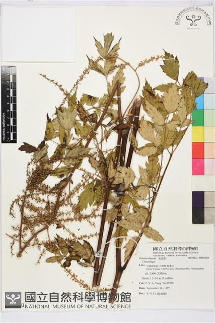 登錄號:S081610藏品圖，第1張