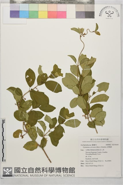 武靴藤藏品圖，第1張