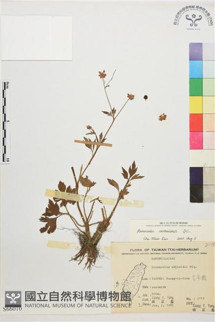 水辣菜、禺毛茛藏品圖，第1張