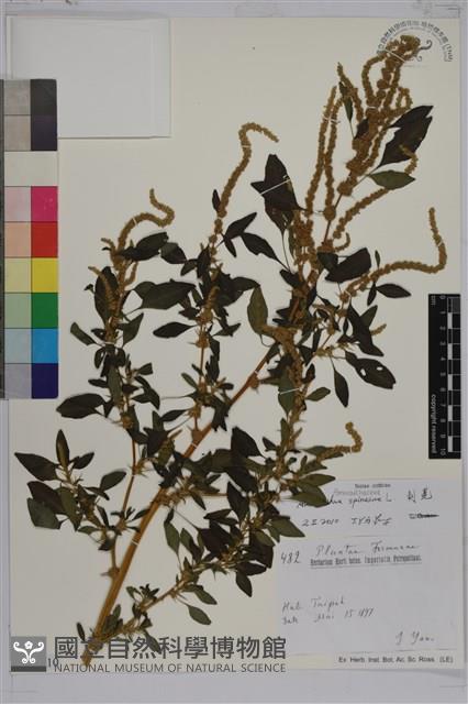 刺莧藏品圖，第1張