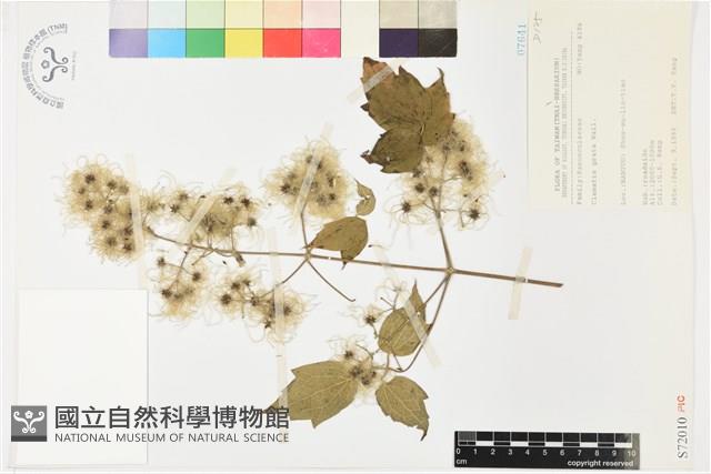 串鼻龍藏品圖，第2張