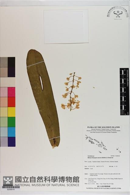 登錄號:S200010藏品圖，第1張