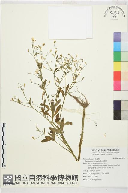 石龍芮藏品圖，第1張