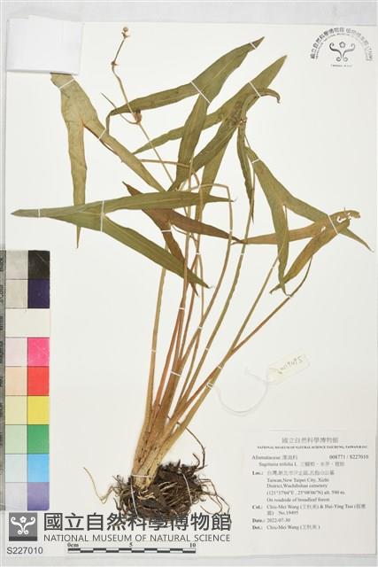 三腳剪、水芋、慈姑藏品圖，第1張