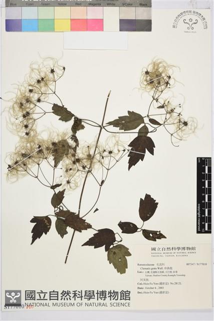 串鼻龍藏品圖，第1張