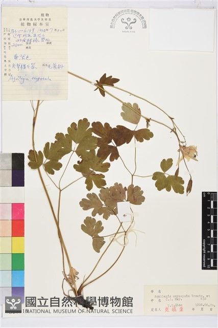 尖萼耬斗菜藏品圖，第1張