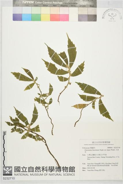 冷清草藏品圖，第1張