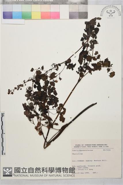 登錄號:S031710藏品圖，第1張