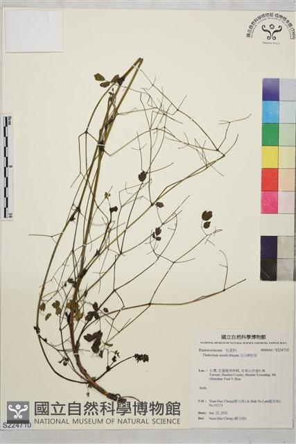 玉山唐松草藏品圖，第1張