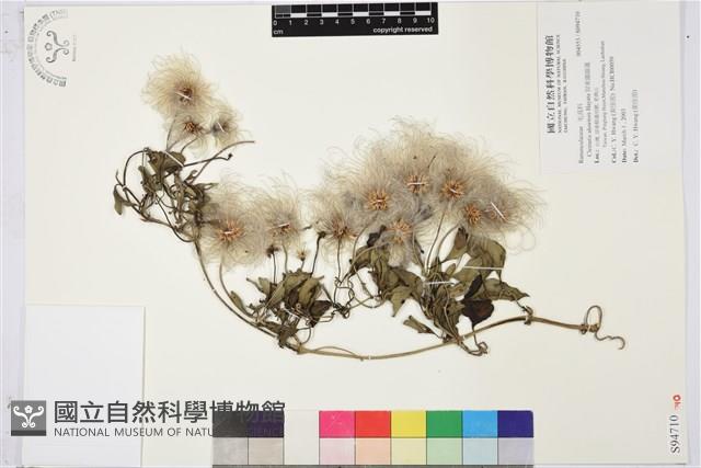 屏東鐵線蓮藏品圖，第1張