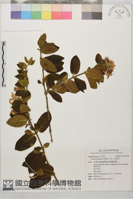 忍冬、金銀花藏品圖，第1張