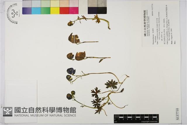 登錄號:S137710藏品圖，第1張