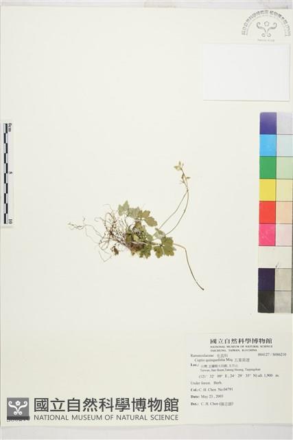 五葉黃連藏品圖，第1張