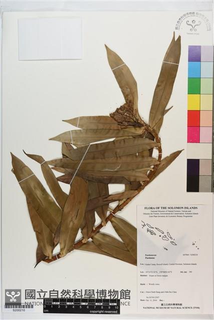 登錄號:S200210藏品圖，第1張