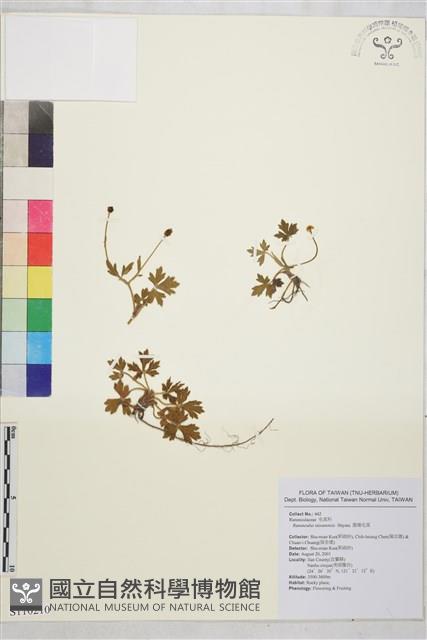 鹿場毛茛藏品圖，第1張