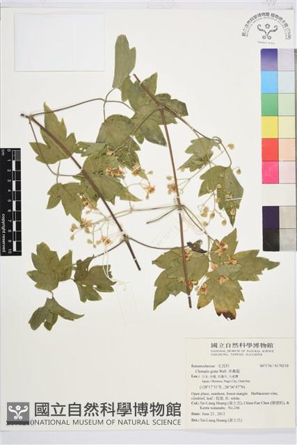 串鼻龍藏品圖，第1張