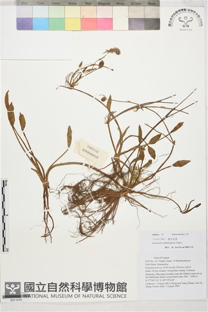 雲生毛茛藏品圖，第1張