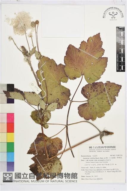 小白頭翁、野棉花藏品圖，第1張